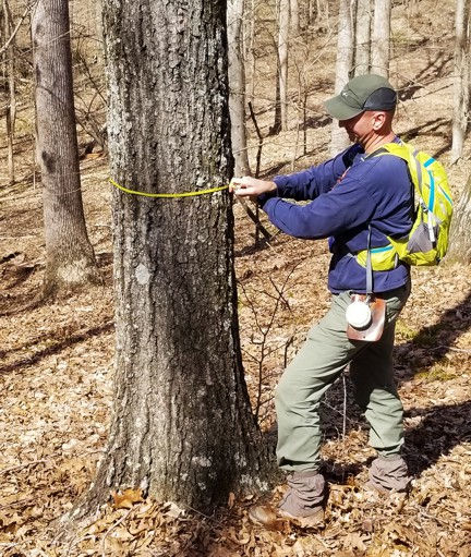 forester measuring tree