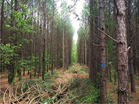 Thinning Pine For Profit, Health, and Wildlife