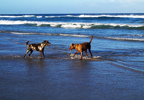 Dogs playing in the sea