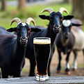can you make an imagine with a stout beer in a goblet with black goats In the background .
