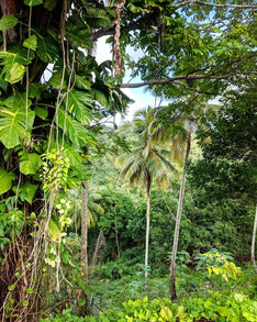 The jungle in Samana, el valle, Dominican Republic. Beach Towns in Dominican Republic.