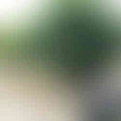 A woman smelling a freshly fallen orange from an orange tree at the National Gardens in Athens. Free things to do in Athens.