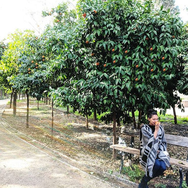 A woman smelling a freshly fallen orange from an orange tree at the National Gardens in Athens. Free things to do in Athens.