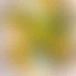 Dessert featuring rum soaked cakes and lime sorbet. Best Hotel Restaurant in Paris.