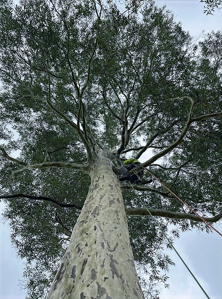 Arborist Wiz Arb