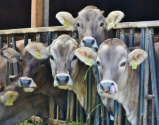 L'influence de notre culture alimentaire sur le bien-être animal