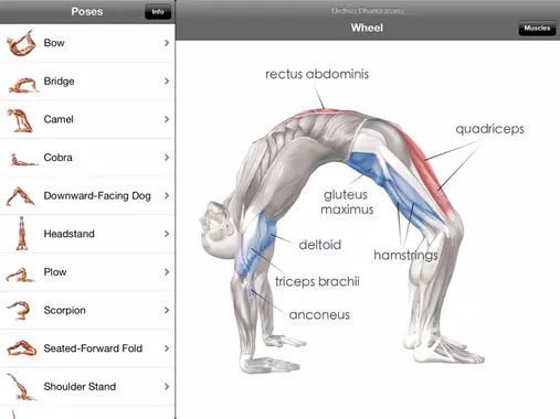 anatomie fonctionnelle pour le yoga