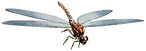 meganeura libellule prehistorique.png