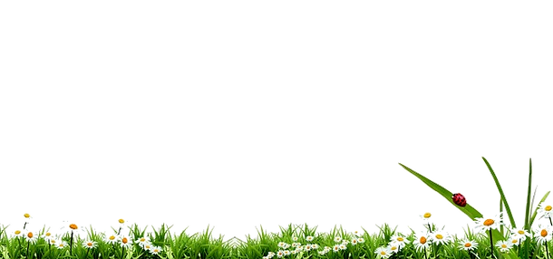 Frise herbe-fleurs-coccinelle.png