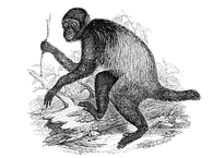 Primate Cacajao melanocephalus.png