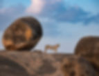 Lions among stones. Stone Gaurdians by Elena Miller