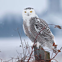 snowowl.jpg