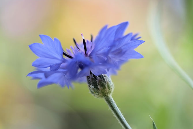 closeup-selective-focus-blooming-blue-flower-green-background.jpg