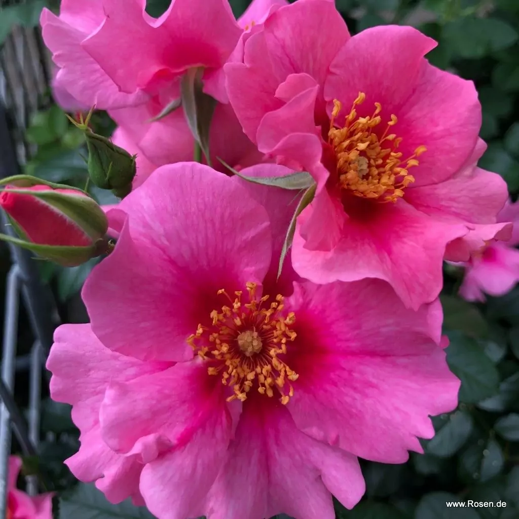see_you_in_pink_10_1920x1920.webp