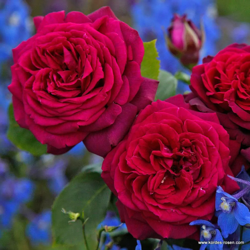 graefin_diana_1_1920x1920.webp