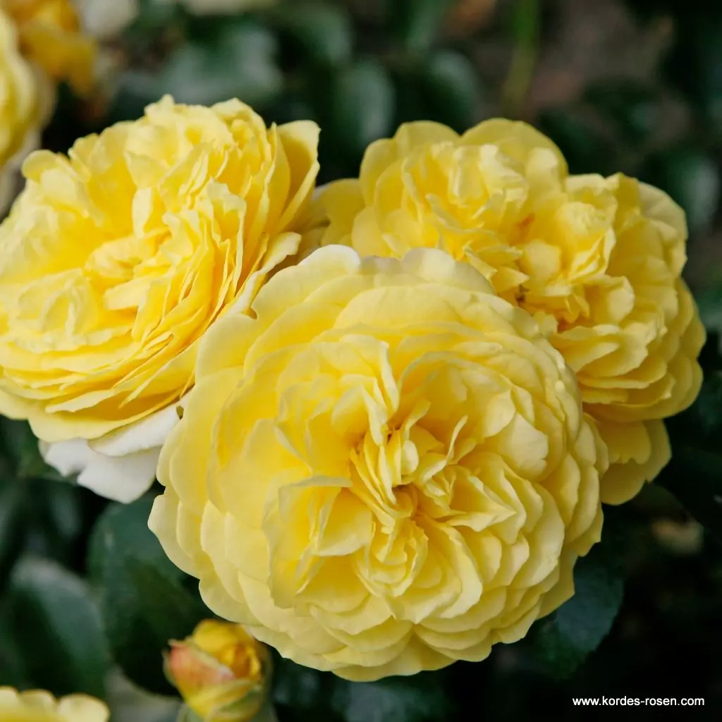 solero_1_1920x1920.webp
