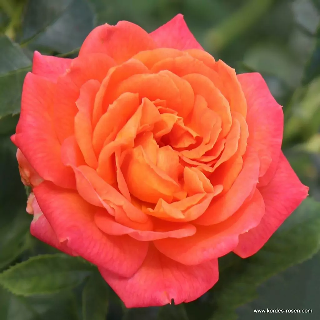 vulcano_05_1920x1920.webp
