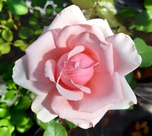 Edelrose Beverly.jpg
