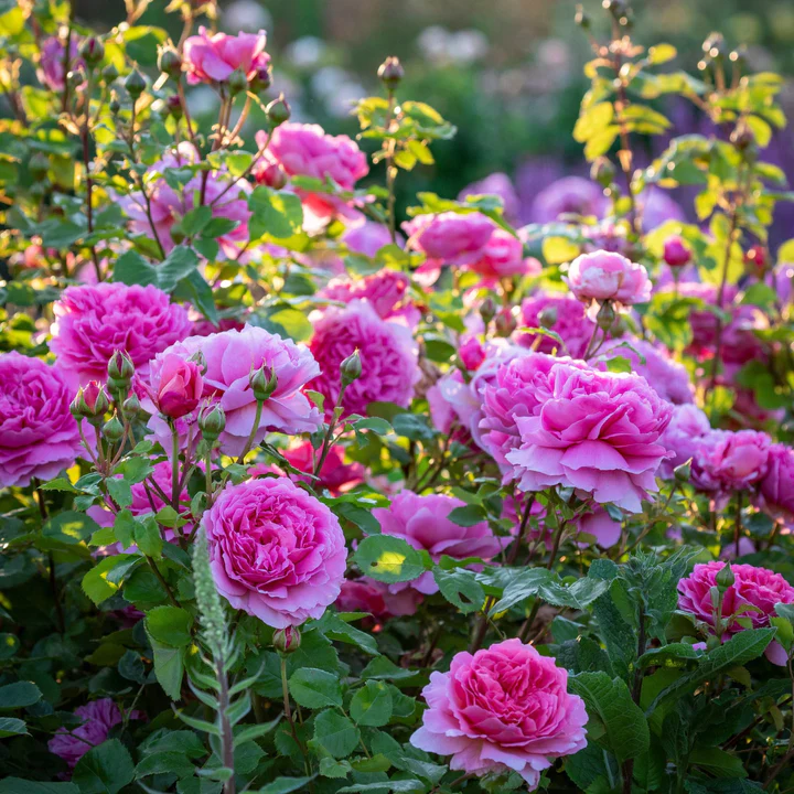 Princess Alexandra of Kent.webp