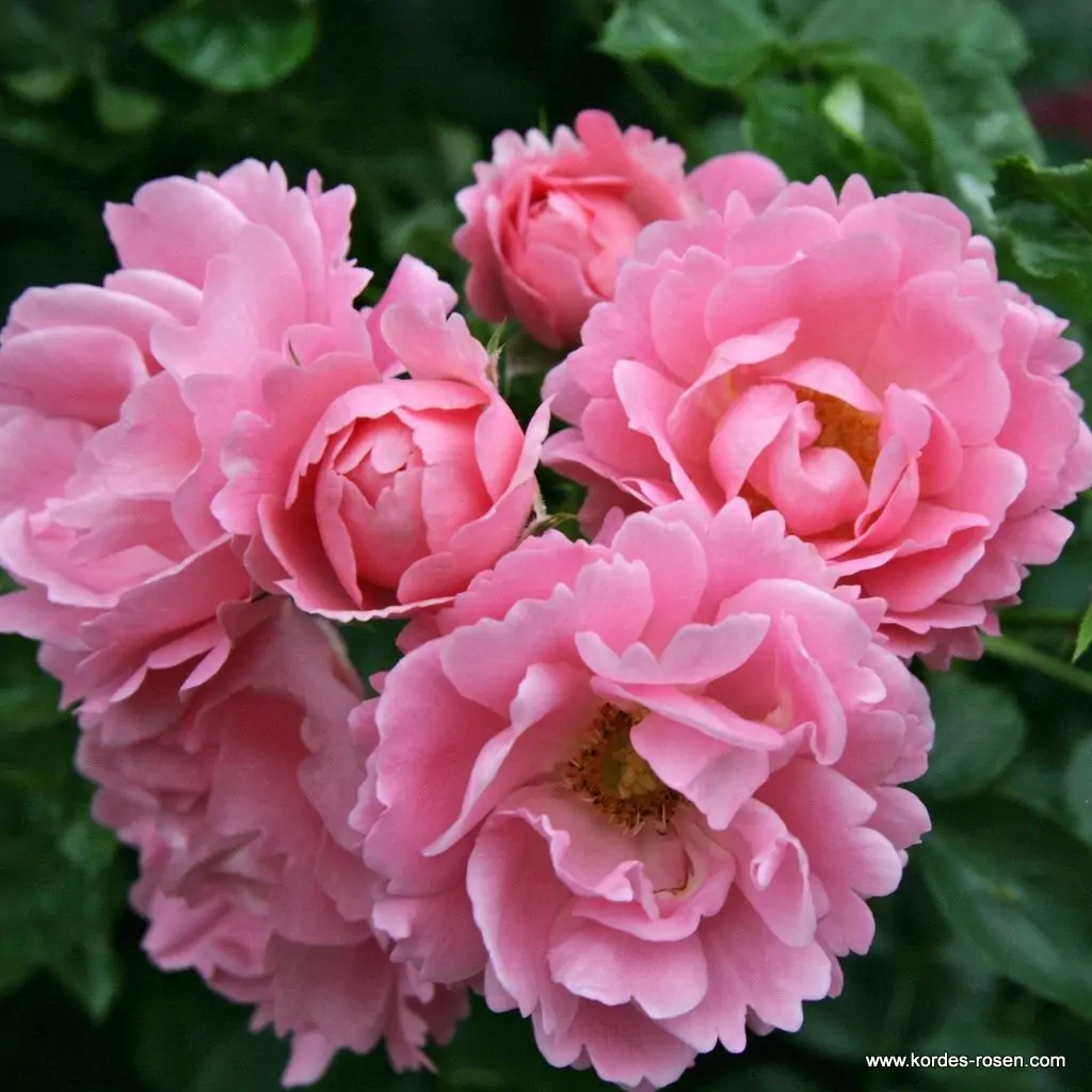 sommerwind_1_1920x1920.webp