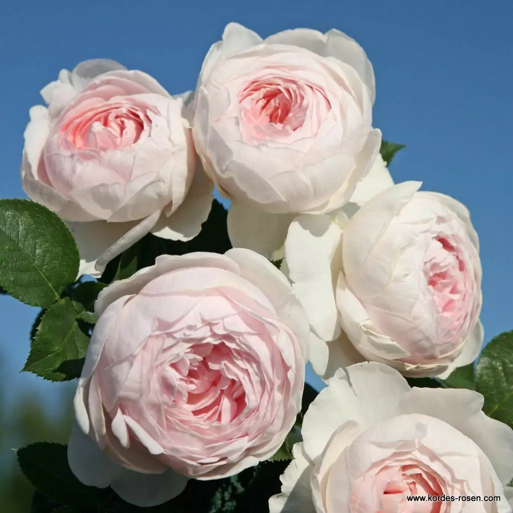 herzogin_christiana_1_1920x1920.webp