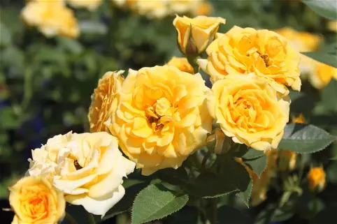 zwergrose-yellow-clementine-.webp