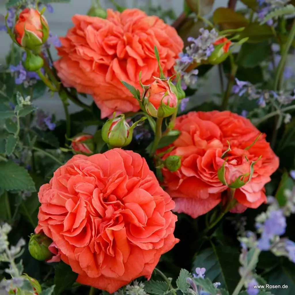 orangerie_5_1920x1920.webp