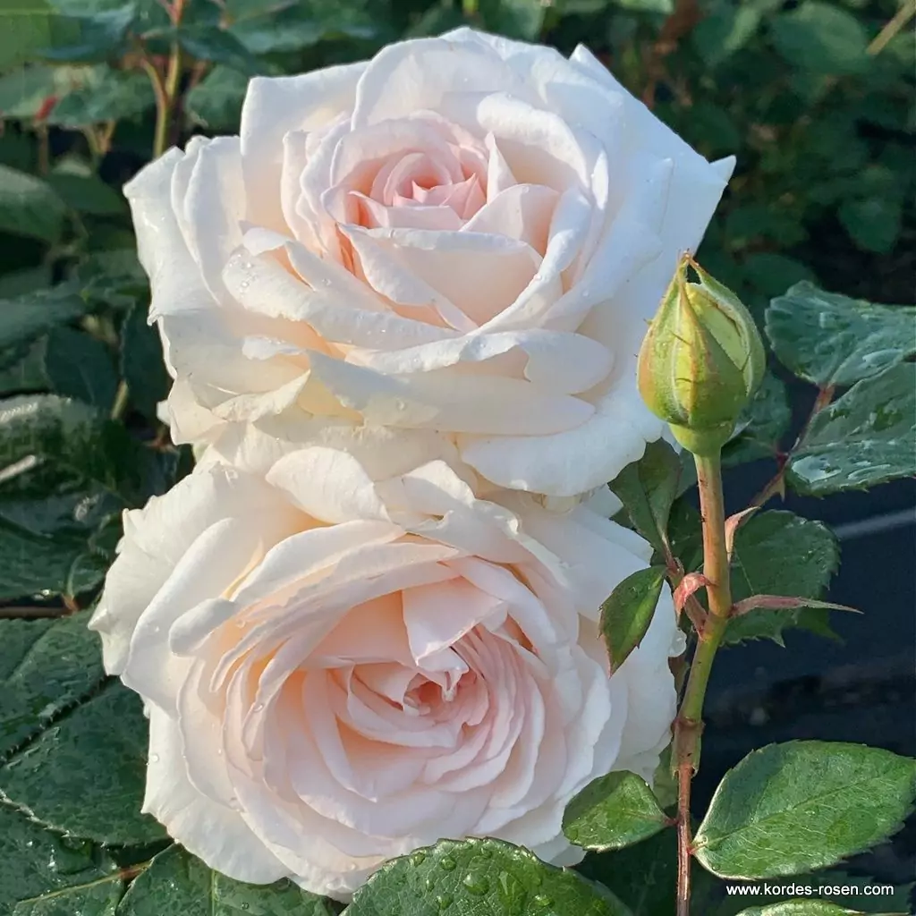 graefin-elke-zu-rantzau_02_1920x1920.webp