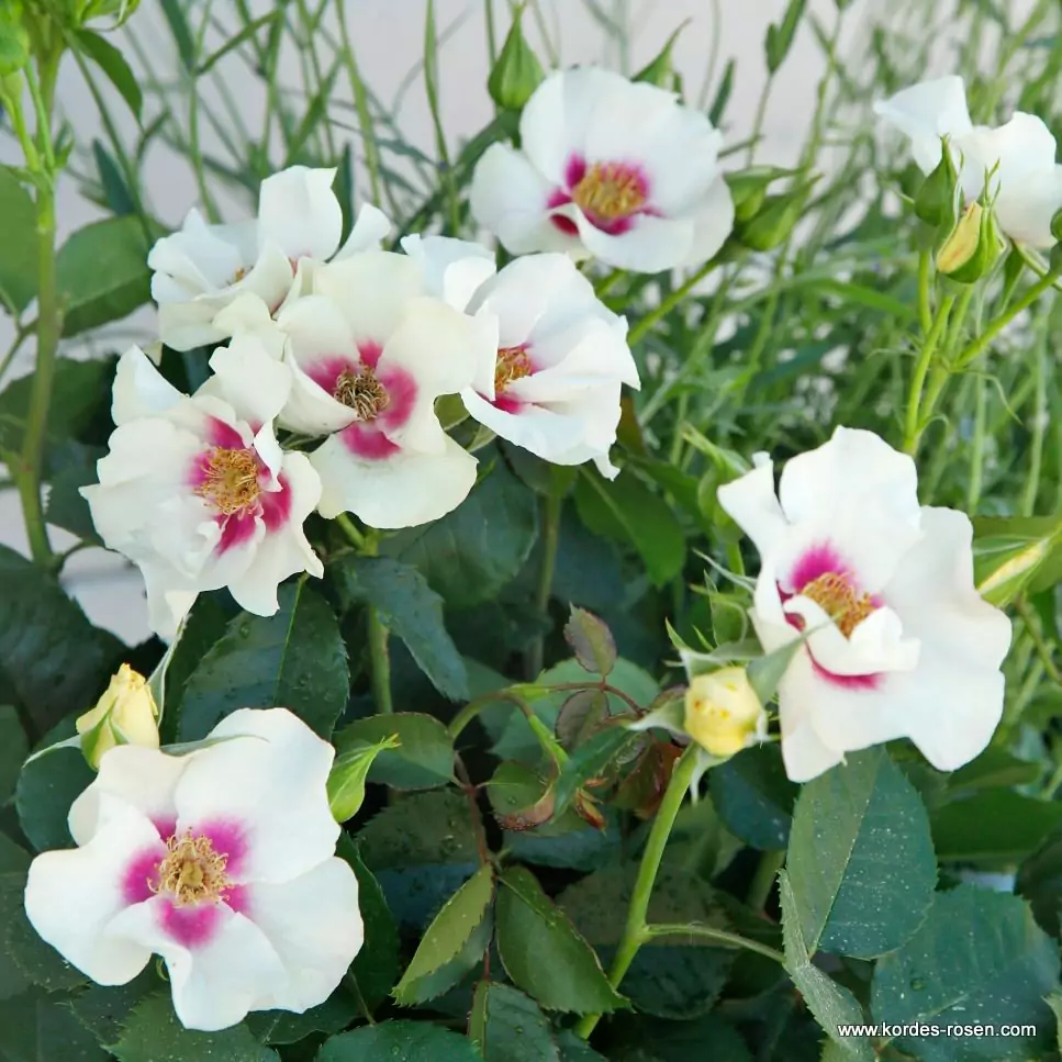 see_you_in_purple_3_1920x1920.webp