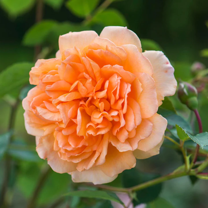 Dame Judi Densch.webp
