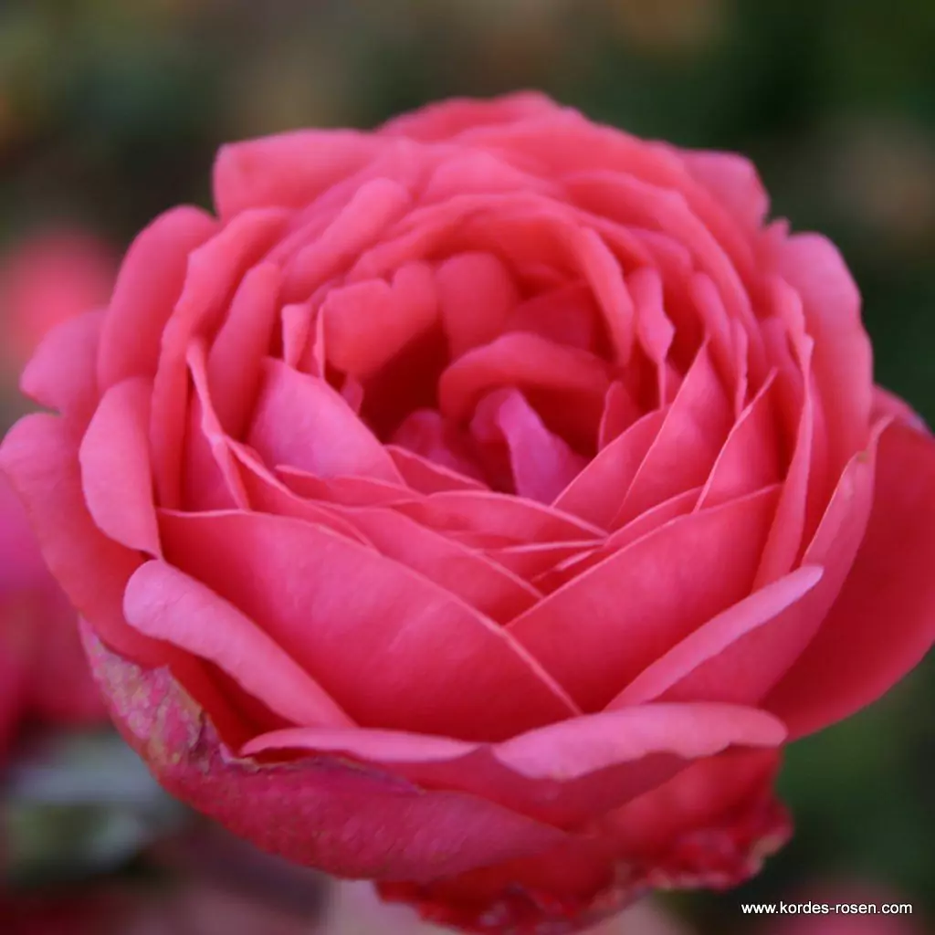 gartenprinzessin_marie_jose_1_1920x1920.webp