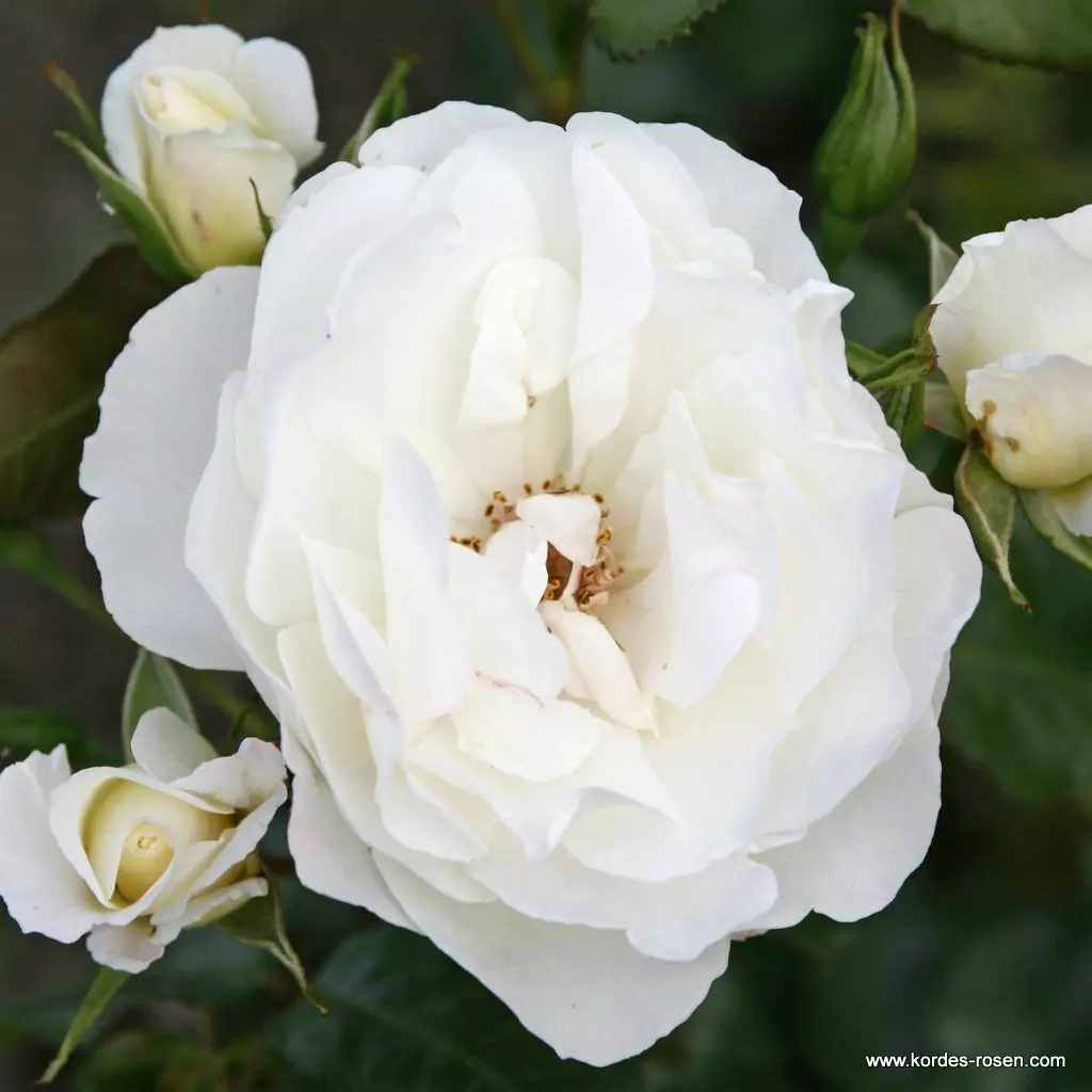weisse_wolke_1_1920x1920.webp