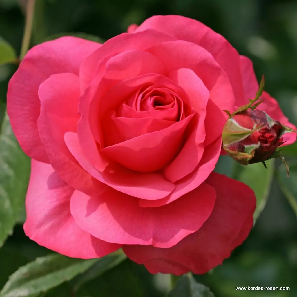 rosanna_1_1920x1920.webp