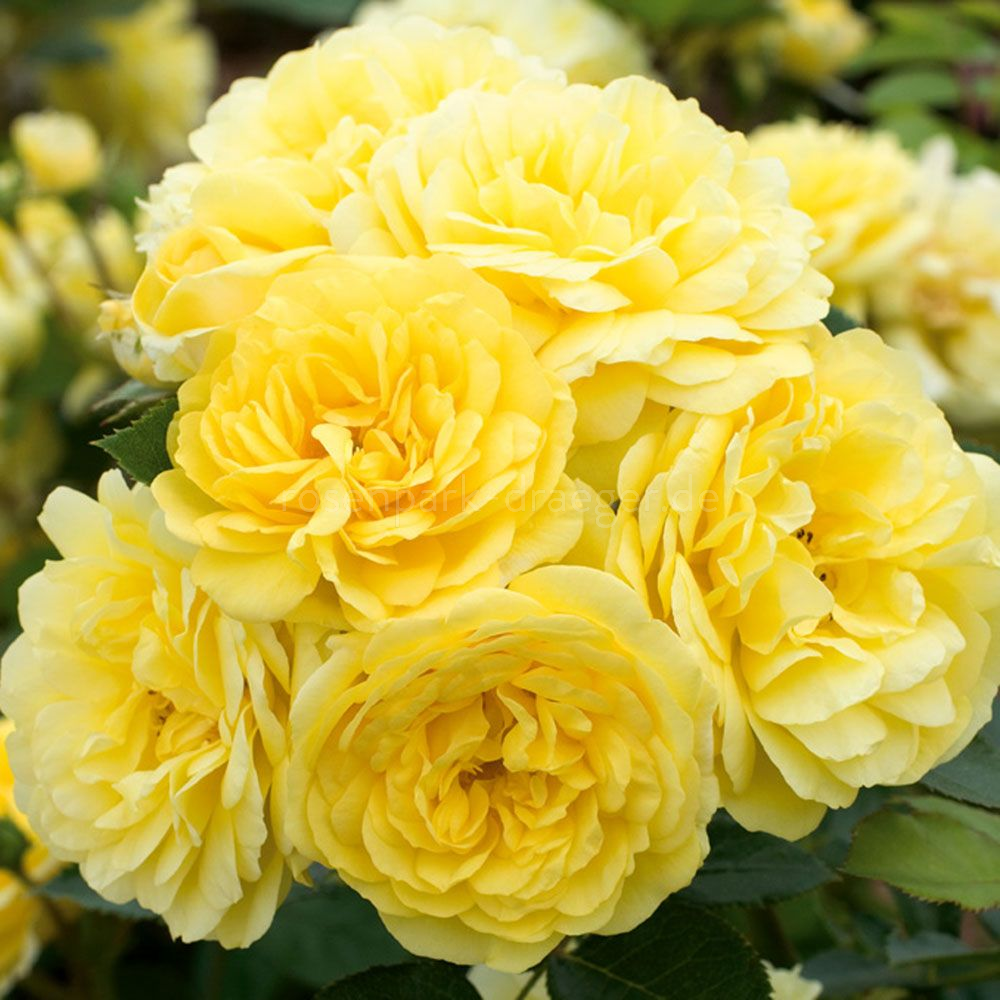 P34987_1_1920x1920.webp