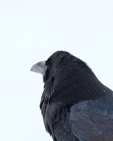 Raven Crow