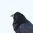 Raven Crow