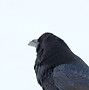 Schwarzer Rabe (Nahaufnahme)