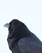 Raven Crow