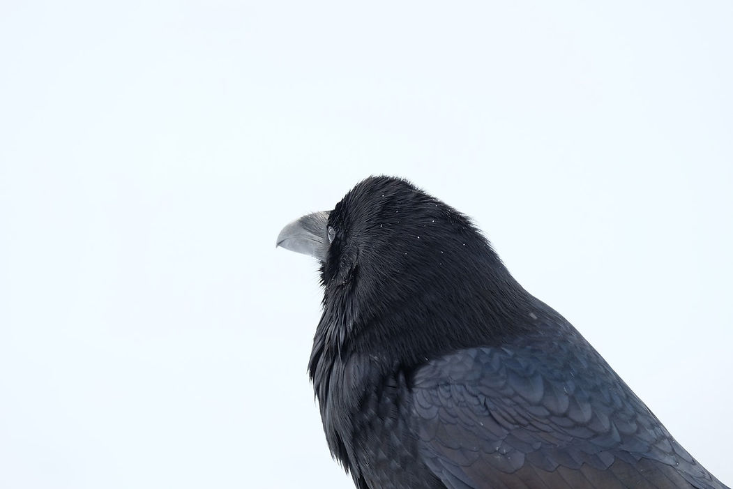 Corvo Negro em Close-Up