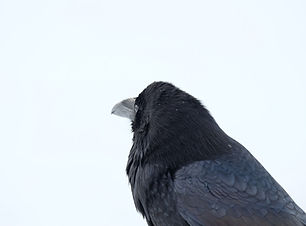 Raven Crow