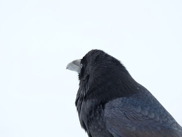 Birds in Legend and Folklore