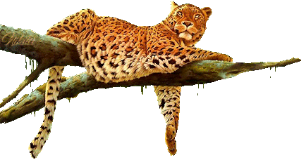 80142240_4159622_1223222412_gifs_animaux