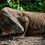 Miniatura: Komodo plavba 5/25