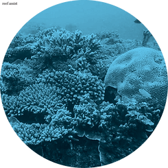 MICDA-website-round-reef-blue.png