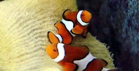percula%201_edited.jpg