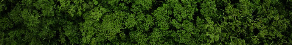 Trees-Overhead-tint.jpg
