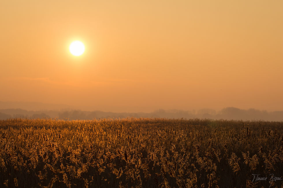 Golden Normandy - 2
