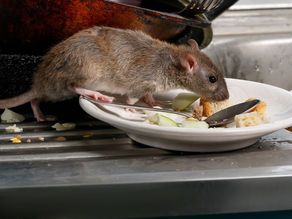 Reconnaître la présence des rats dans un restaurant