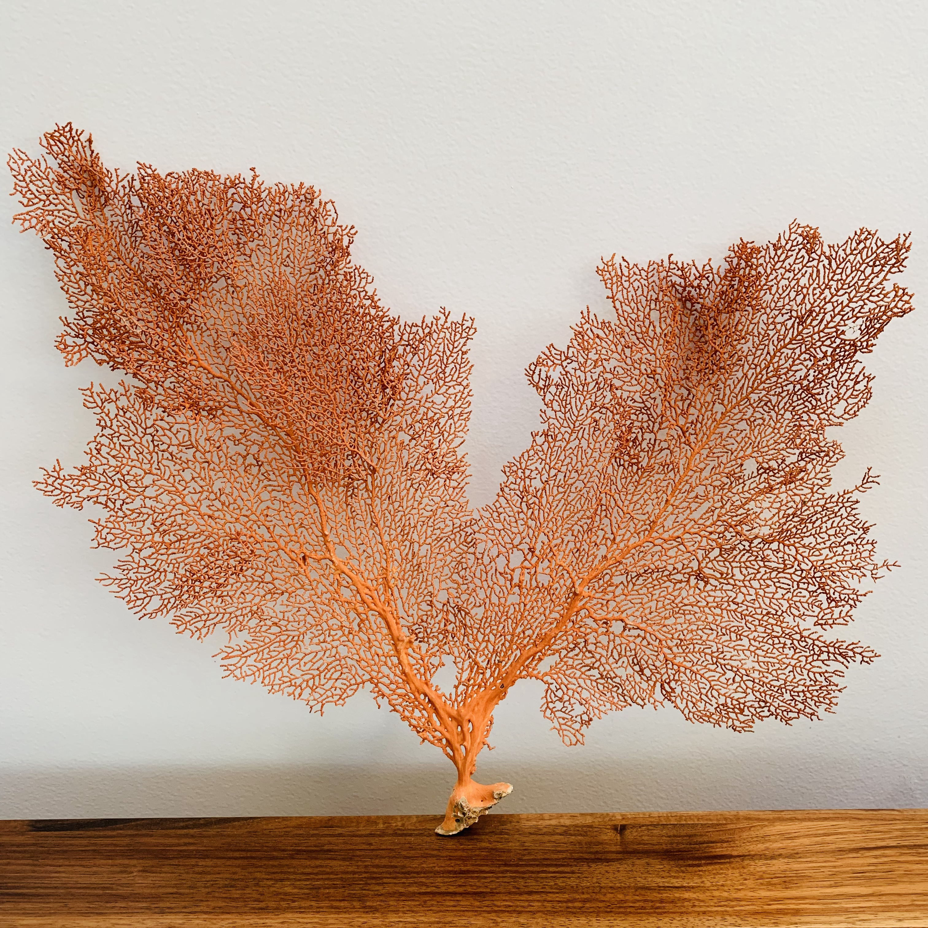 RED CARIBBEAN SEA FAN VI