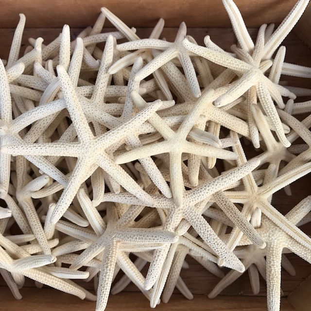 Thumbnail: White Finger Starfish (10 peices)